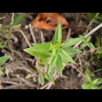 Garance des teinturiers, Rubia tincturium (2)